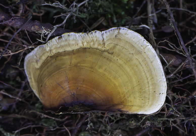 fungus - madagascar